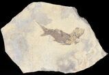 Permian Fossil Fish (Paramblypterus) - Germany #50728-1